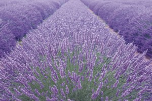 lavanda