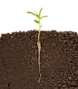 growing_plant