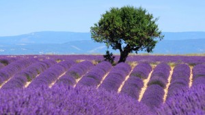 lavanda