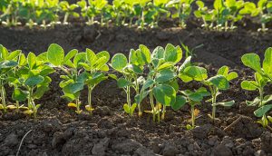Green soybean plants close-up shot, mixed organic and gmo