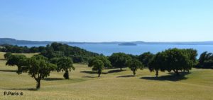 Seminativo-arborato-con-querce-Bolsena-VT-720x340