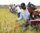 Lo sviluppo dell’agricoltura africana: obiettivo primario dei leader degli stati africani.