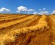 Agricoltura: in Legge di Bilancio nasce “Granaio Italia” per il monitoraggio dei cereali