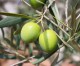 I polifenoli delle olive possono combattere la sindrome metabolica e sconfiggere gravi patologie