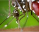 Salute: zanzara tigre, ENEA con la startup Biovecblok per nuovo metodo di lotta ‘naturale’