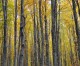 Le dieci priorità del 2021 per le foreste italiane