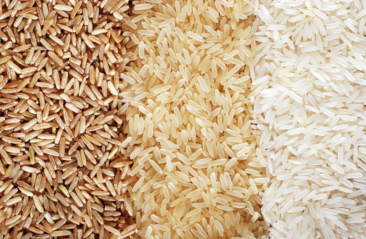 Alcune note ed osservazioni storiche sulla varietà di riso  Carnaroli
