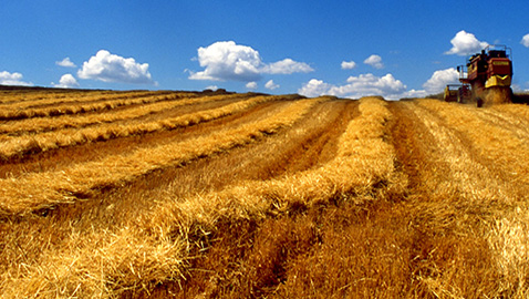 La storia celebra i campi di battaglia nei quali l’uomo ha incontrato la morte, ma non sa raccontarci l’origine del grano