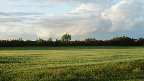 Visione culturale del verde e dell’ambiente