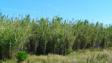 Il ritorno dell’Arundo donax nel panorama agricolo italiano