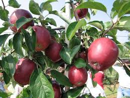 Piccoli produttori di mele in Alto Adige: un interessante sistema di innovazione