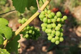 Uva e vino: il punto sull’impatto del global warming sulla produzione e le qualità nutrizionali per la salute