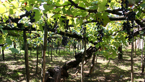 Agricoltura: 50 milioni di euro per la distillazione di crisi del settore vitivinicolo