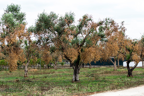 Xylella: la dolorosa istoria