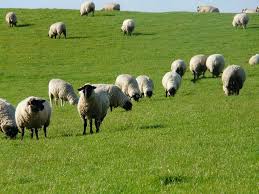 Latte: via libera del CIPE a 20 milioni per i contratti di filiera nel settore ovino