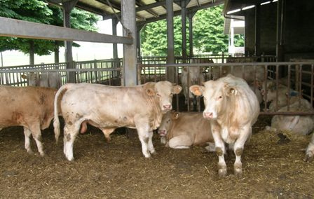 L’agricoltura intensiva e la pandemia da COVID-19