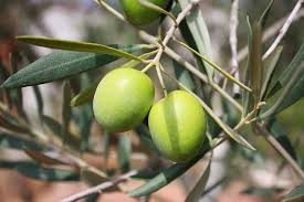 I polifenoli delle olive possono combattere la sindrome metabolica