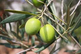 I polifenoli delle olive possono combattere la sindrome metabolica