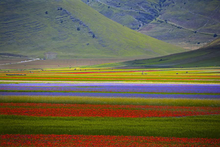 La flora di Castelluccio di Norcia