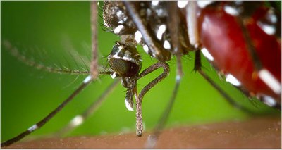 Salute: zanzara tigre, ENEA con la startup Biovecblok per nuovo metodo di lotta ‘naturale’