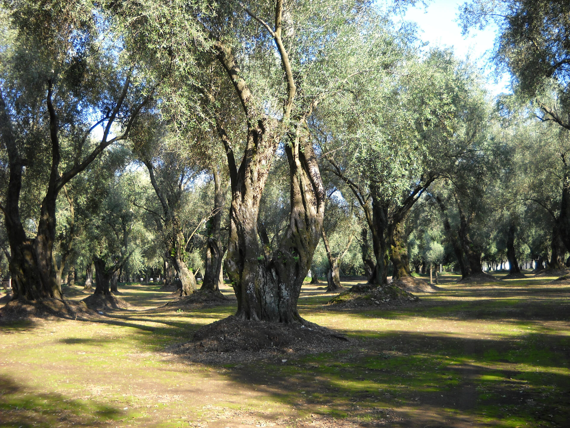 Non uccidiamo l’olivo immortale