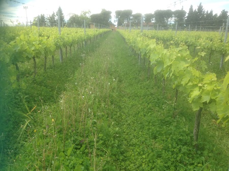 Impronta carbonica e vitivinicoltura: un GOI per individuare e trasferire strategie viticole ad alta sostenibilità