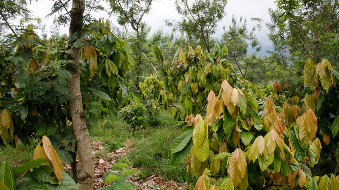 Foreste e biodiversità. Quando la mano dell’uomo è amica: storie di collaborazione tra uomini e alberi