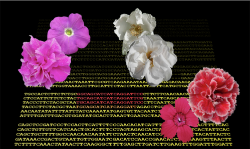 Rose, garofani e petunie: la “petalosità” è dovuta a un gene troppo attivo