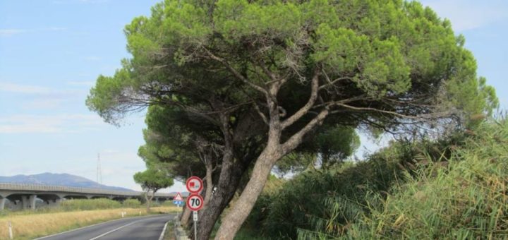 Roma ha pochi agronomi dedicati al verde pubblico