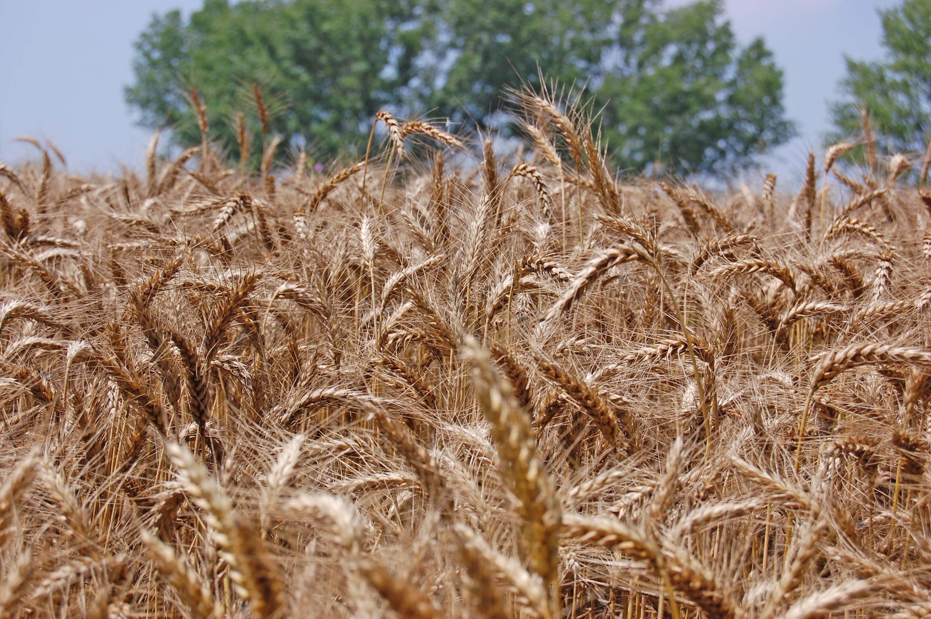 Molini Industriali: un confronto varietale per la valorizzazione e l’incremento del frumento tenero