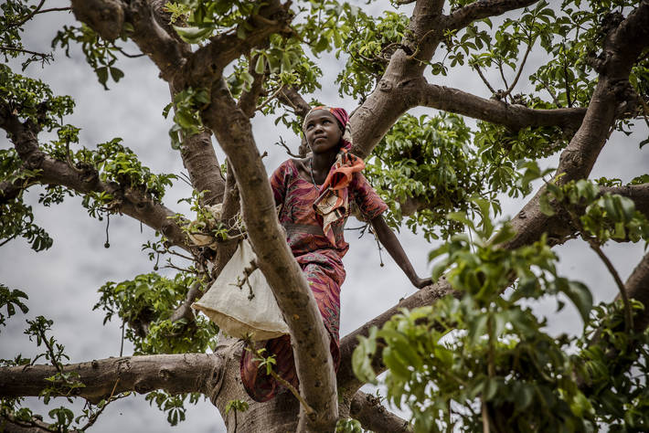 La deforestazione rallenta a livello globale, cresce la gestione sostenibile