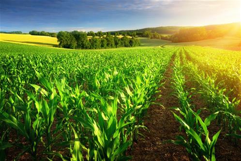 Agricoltura sostenibile: serve alleanza tra Università e mondo produttivo