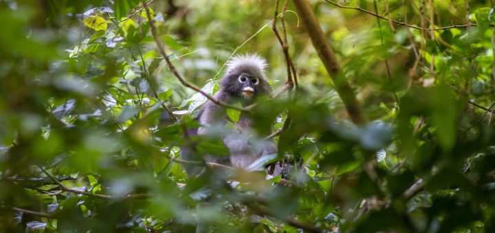 Foreste vuote, conservare la fauna per tutelare le foreste