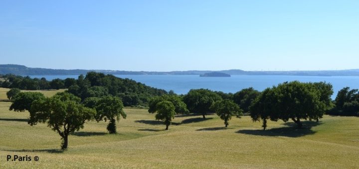 Mitigare la crisi climatica ed ambientale in Europa con l’agroforestazione