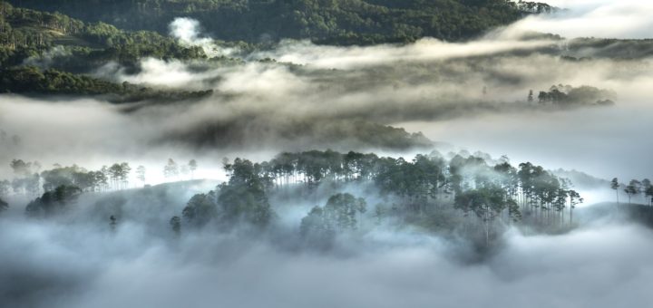 Il reale effetto dei rimboschimenti sul clima