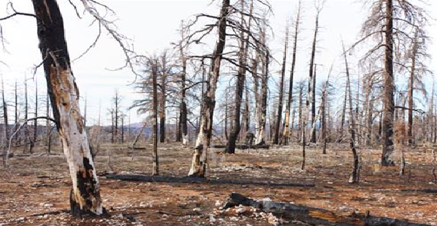 Cambia il clima: occorre selezionare nuove piante