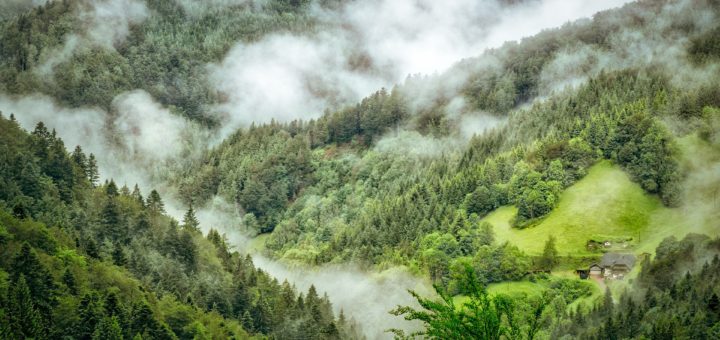 L’assorbimento di carbonio delle foreste mature in un’atmosfera più ricca di CO2