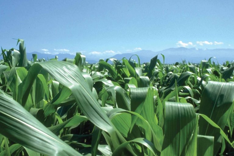 Videolezione: Valutazione economica della Agricoltura di Precisione