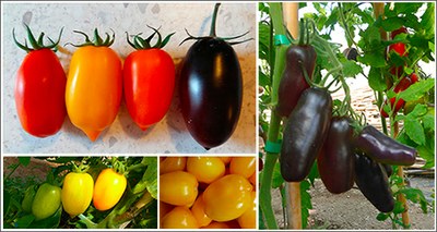 Alimentazione: per il San Marzano nuovi colori, sapori e proprietà nutritive