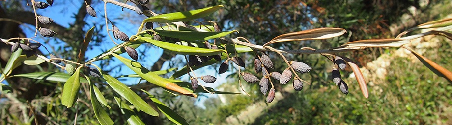 Xylella: FIDAF e ADAF di Lecce sottopongono al Governo considerazioni e proposte