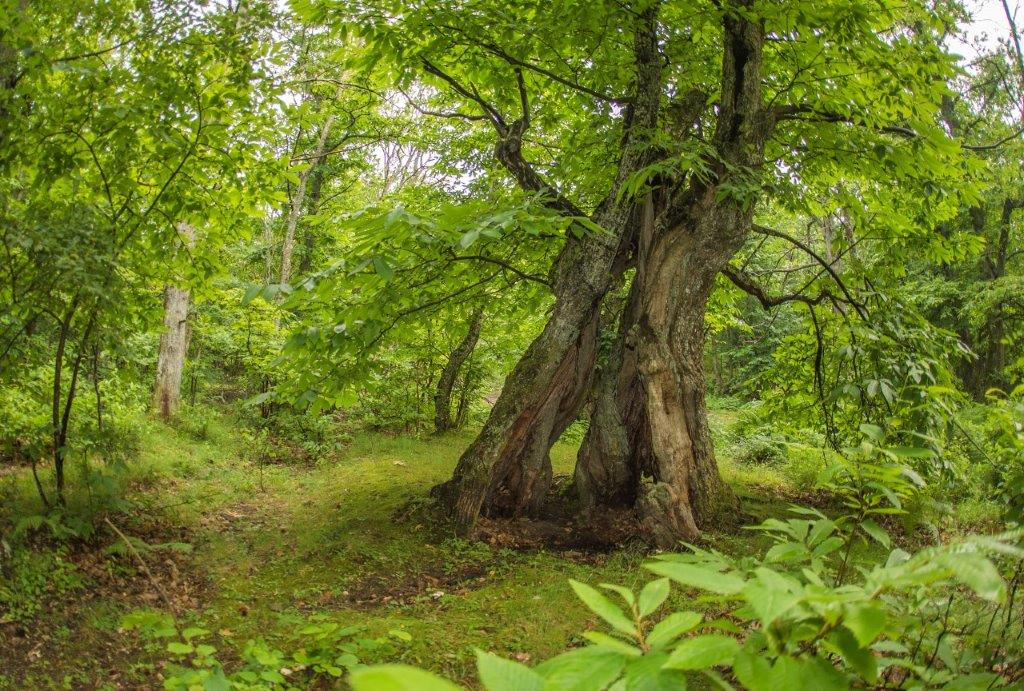 “Ho sete”: sull’appennino bolognese 48 castagni parlano