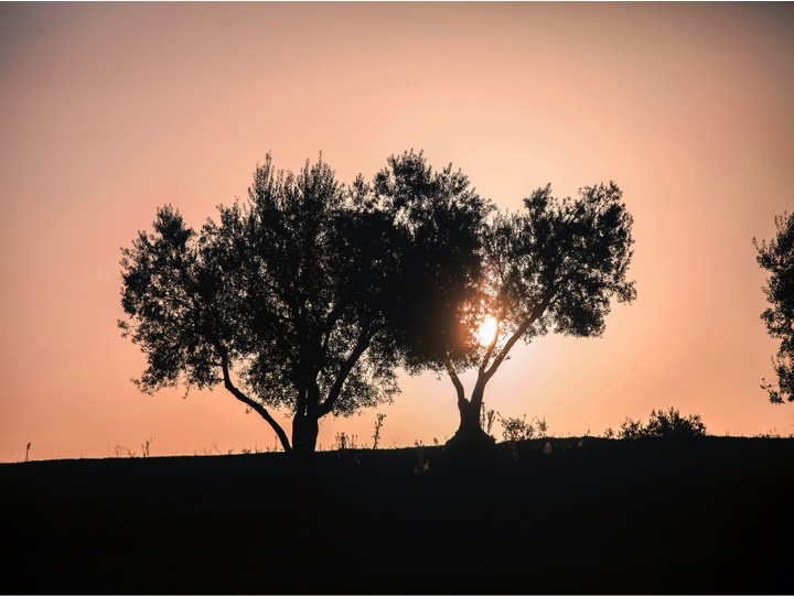 Le proposte della FIDAF: un approccio sistemico contro la Xylella