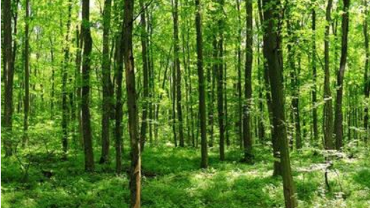 TUFF e pianificazione forestale