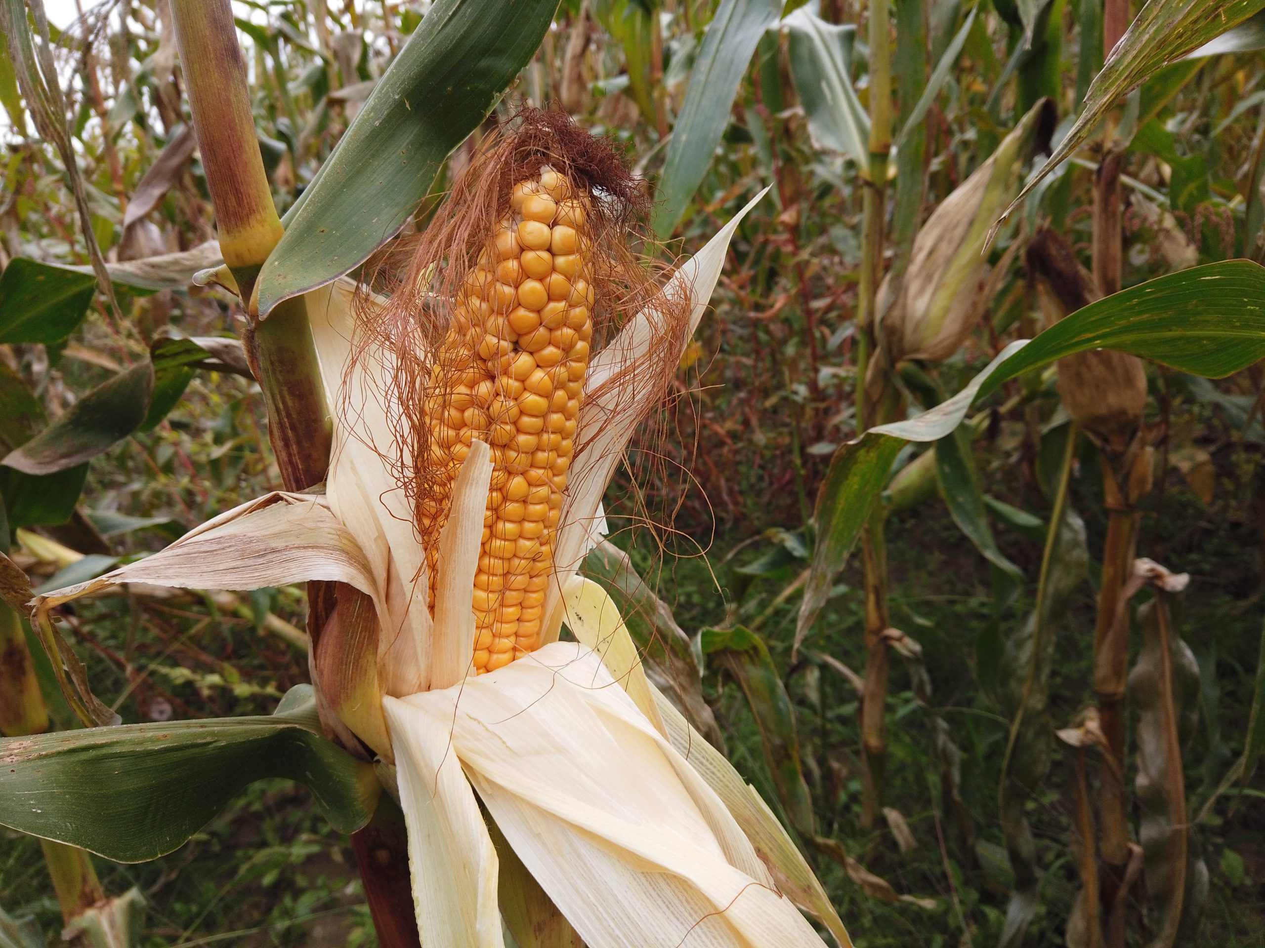 Caratterizzazione genetica di sette varietà tradizionali di mais dell’Emilia Romagna