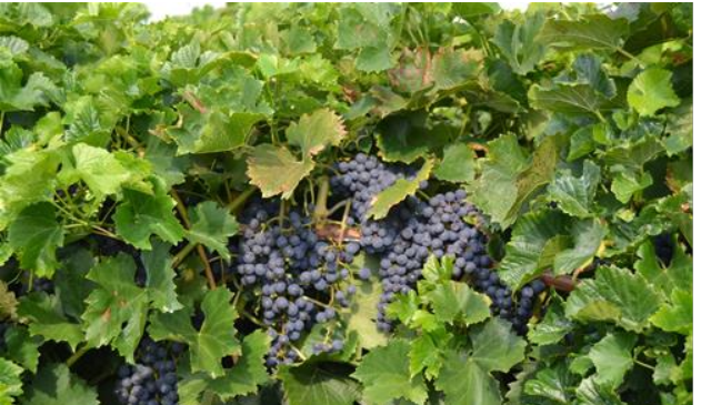 Considerazioni sulla “viticoltura resistente” in Italia