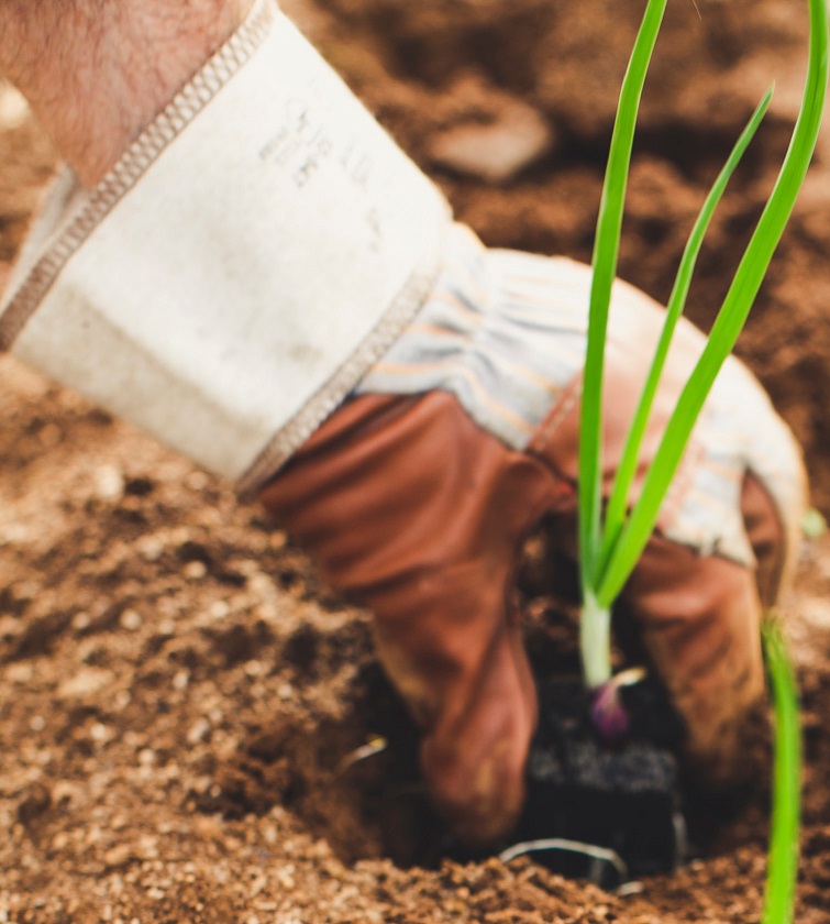 La FIDAF sul ruolo dei Dottori in Agraria e Forestali nel PNRR