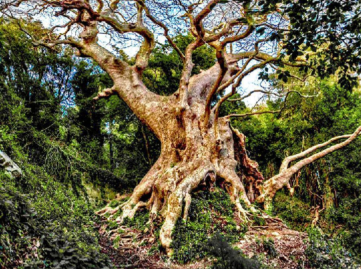 Il platano di Curinga vice campione europeo al concorso per l’albero monumentale del 2021