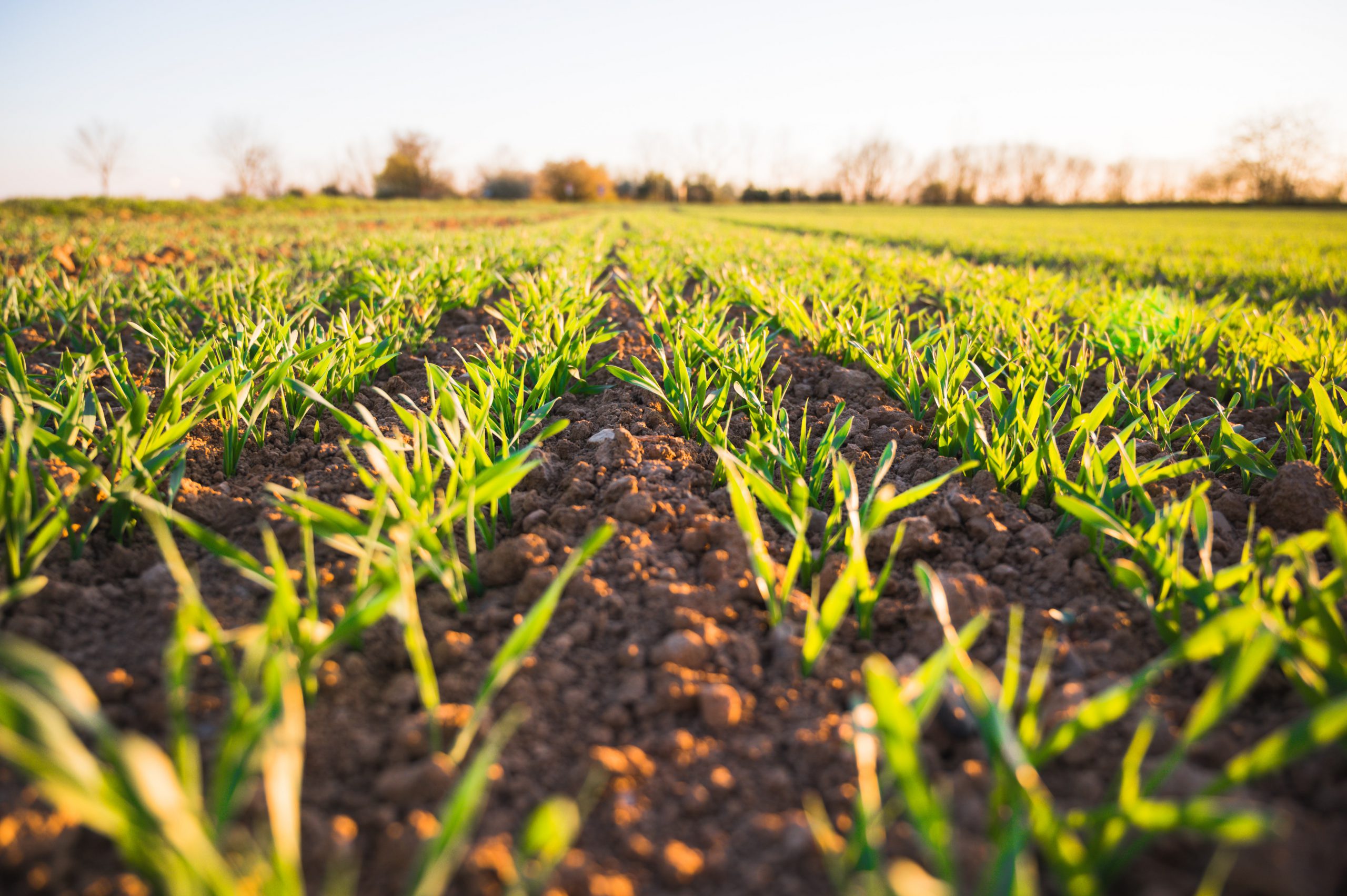 L’agricoltura ci salverà