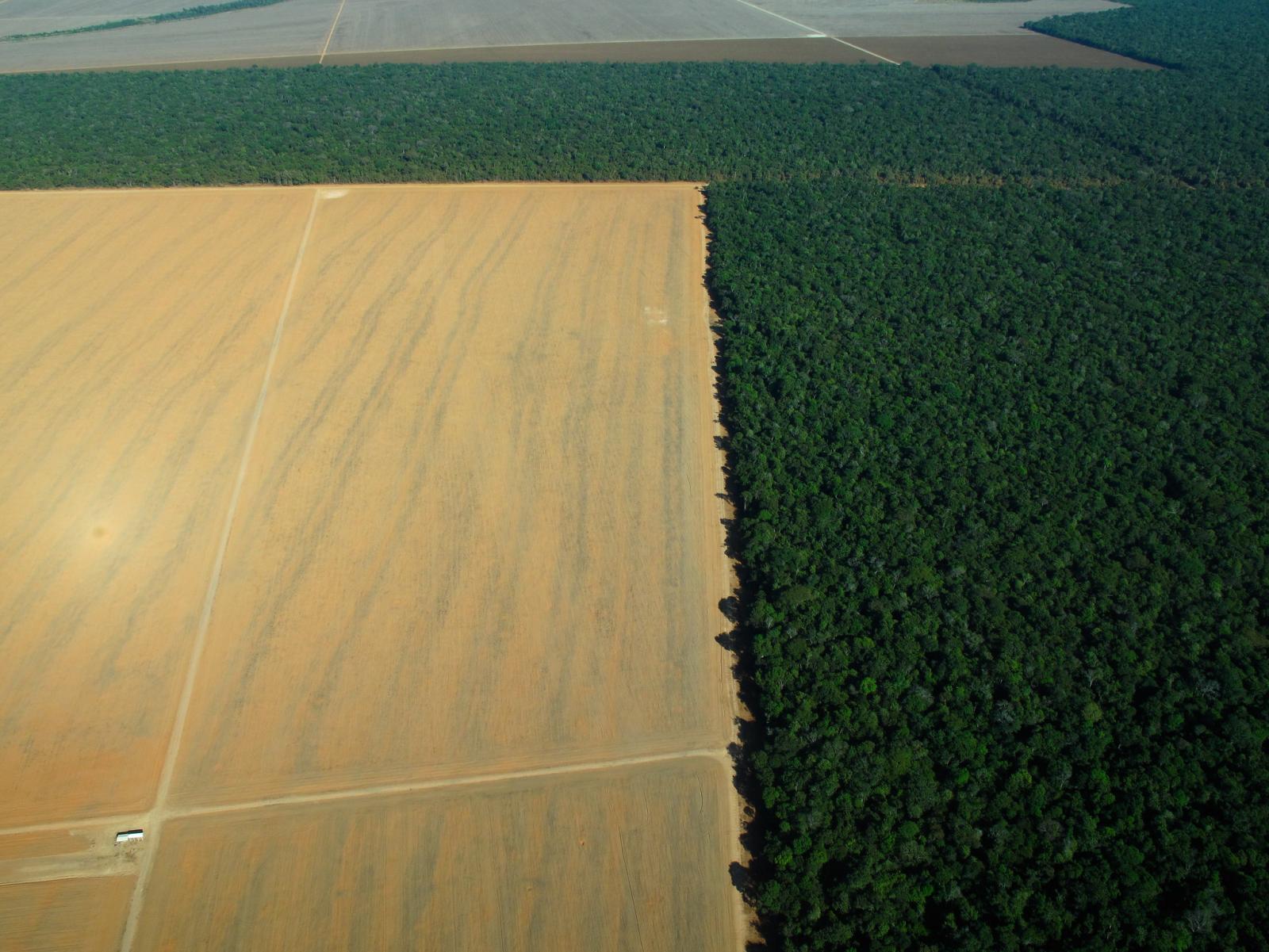Se non è intensiva l’agricoltura sarà estensiva: ossia deforestazione