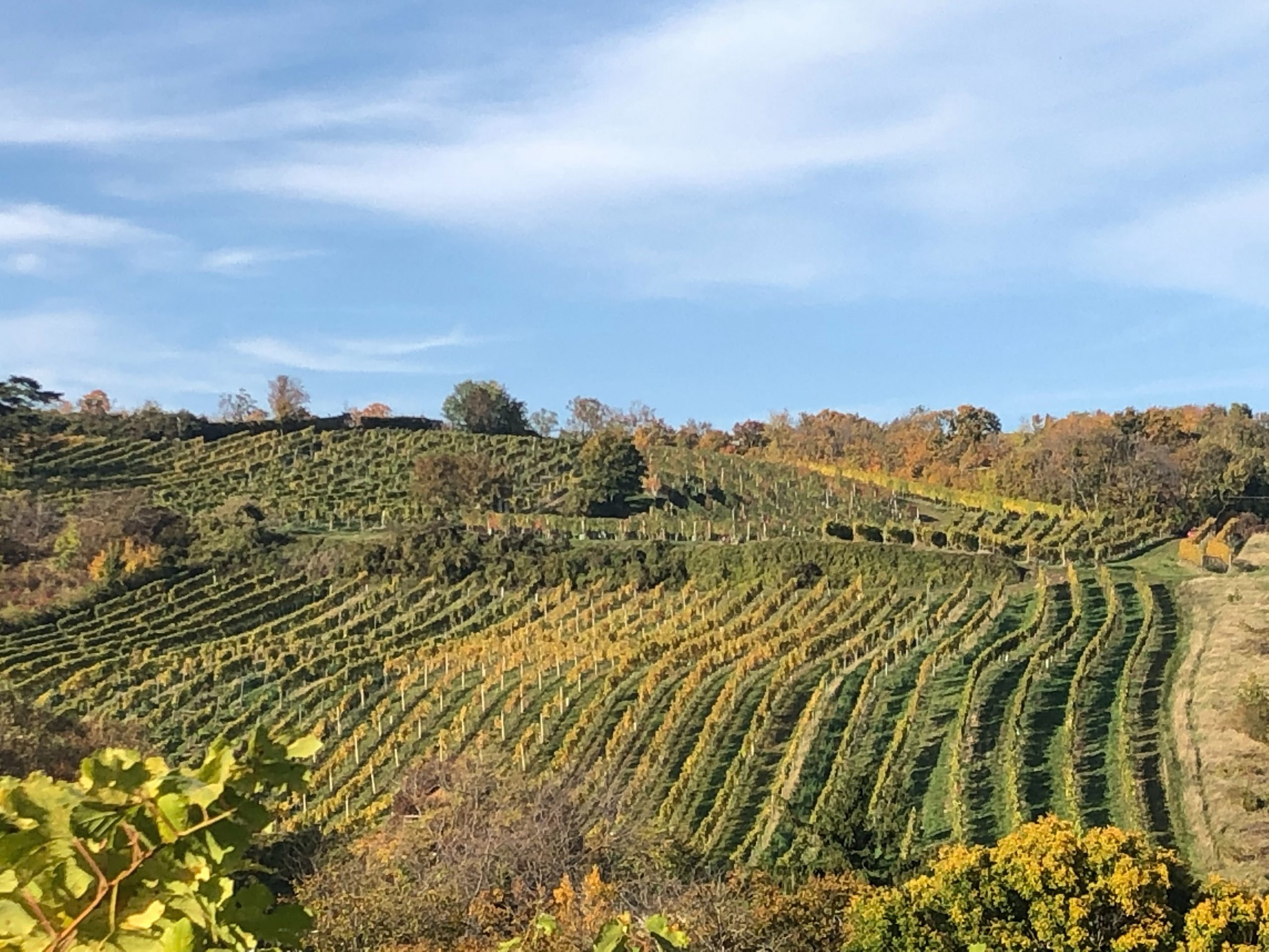 Digitalizzazione della produzione vitivinicola, una opportunità per la transizione ecologica del comparto